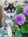 Cachorro de Husky Puzzles;Puzzle Adultos - imagen 2 - Ravensburger