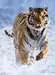 Tigre sulla neve Puzzle;Puzzle da Adulti - immagine 2 - Ravensburger