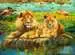 Lions of the Savannah Puslespill;Voksenpuslespill - bilde 2 - Ravensburger