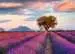 Campos de lavanda Puzzles;Puzzle Adultos - imagen 2 - Ravensburger