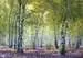 Bosque de abedules Puzzles;Puzzle Adultos - imagen 2 - Ravensburger