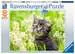 Kotě na louce 500 dílků 2D Puzzle;Puzzle pro dospělé - obrázek 1 - Ravensburger