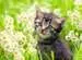 Gatito en el prado Puzzles;Puzzle Adultos - imagen 2 - Ravensburger