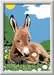 Little Donkey Hobby;Schilderen op nummer - image 2 - Ravensburger