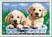 Cute Puppies Hobby;Schilderen op nummer - image 1 - Ravensburger