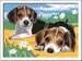 Beagle Puppies Loisirs créatifs;Peinture - Numéro d’art - Image 1 - Ravensburger